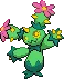 Maractus